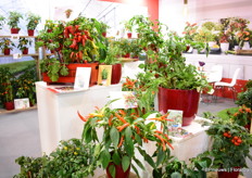 The Galaxy 3 colour, Jalapeno Baby Fireworks and the Peas 'n' pod Bernhard.